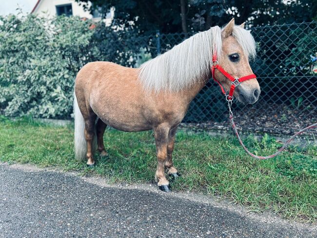 Der kleine Prinz sucht dich, Sport- und Freizeitpferde Fuchs, Konie na sprzedaż, Ellgau, Image 2