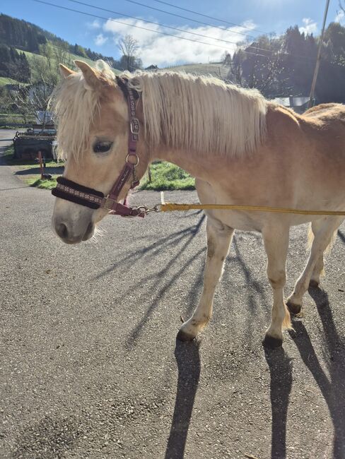 Mähnenwunder Simba, Lisa, Horses For Sale, Neukirchen, Image 3