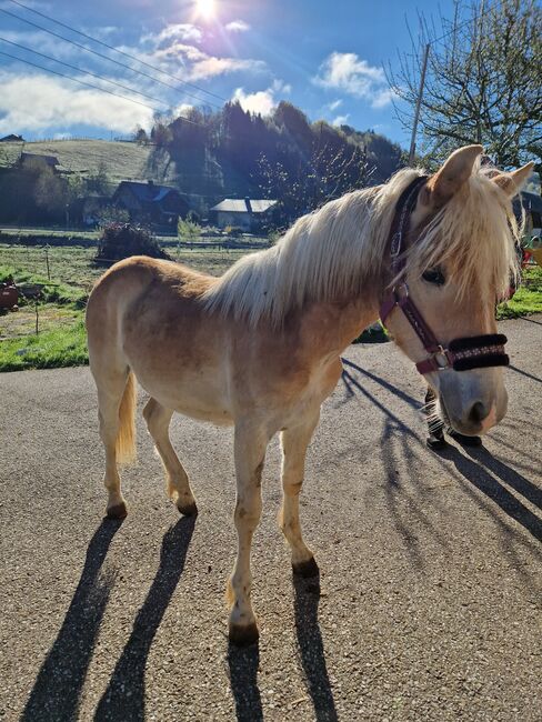 Mähnenwunder Simba, Lisa, Horses For Sale, Neukirchen, Image 4