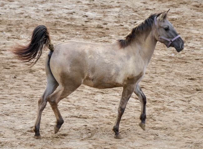 MANJA - Konik-Stufohlen, *01/2024, 135cm (gemessen), Sabine Koch, Pferd kaufen, Schefflenz