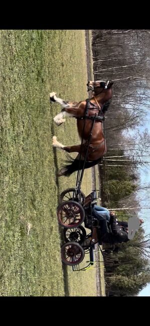 Marathon Kutsche Ein- und Zweispännig, Victoria , Carriages, Olching