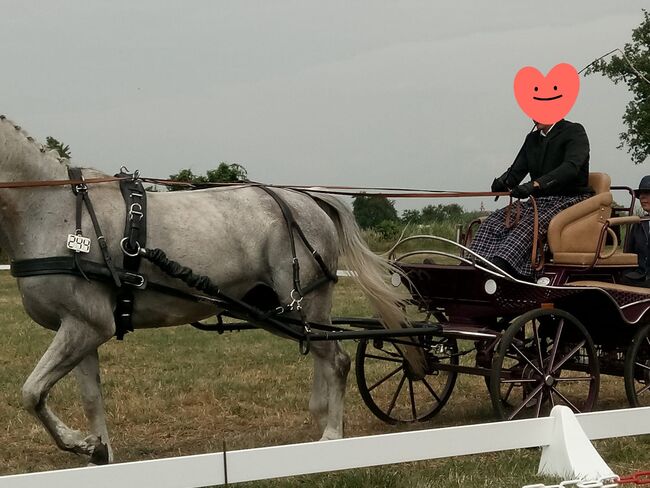 Marathon-/Geländekutsche mit Dressursitz, PEGASUS, H.C.S., Carriages, Förderstedt, Image 6