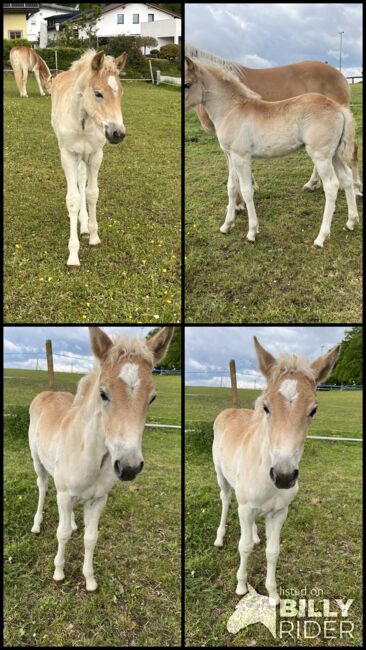 Maraya Haflinger, Helena Henninger, Horses For Sale, Steyregg, Image 6