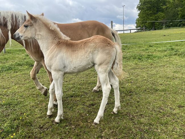 Maraya Haflinger, Helena Henninger, Horses For Sale, Steyregg, Image 5