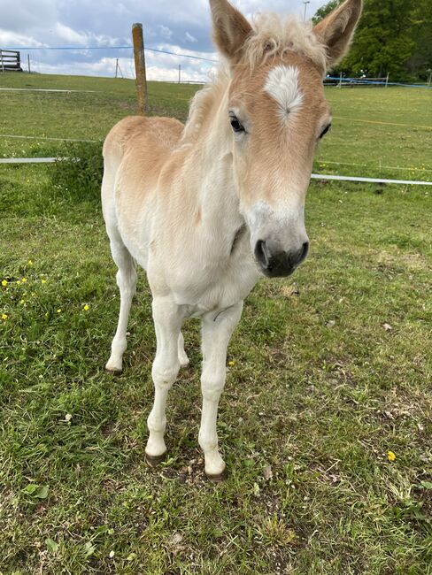 Maraya Haflinger, Helena Henninger, Konie na sprzedaż, Steyregg, Image 3