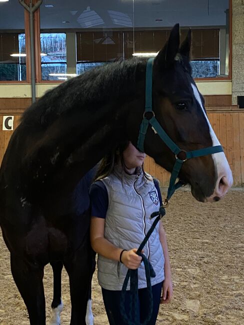 Mare 5 y/o, Ricardo Jorge Fernandes Miranda Ricardo Miranda, Horses For Sale, Maia