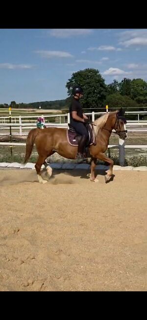 Stute Athena, Alena, Horses For Sale, Elsbach
