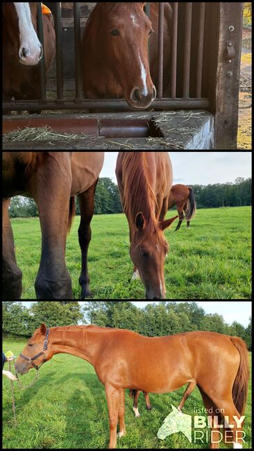 Stute von Dia Corrado, Jana Bettler, Horses For Sale, Ladbergen, Image 4