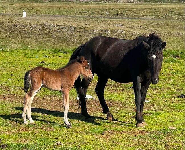 Stute angeritten, tragend vom Farbwechslerhengst, Islandpferde-aus-Island, Horses For Sale, Südisland