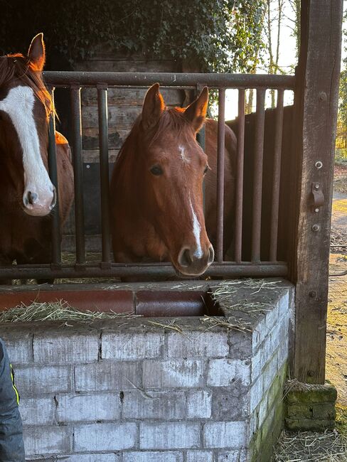 Stute von Dia Corrado, Jana Bettler, Horses For Sale, Ladbergen, Image 3