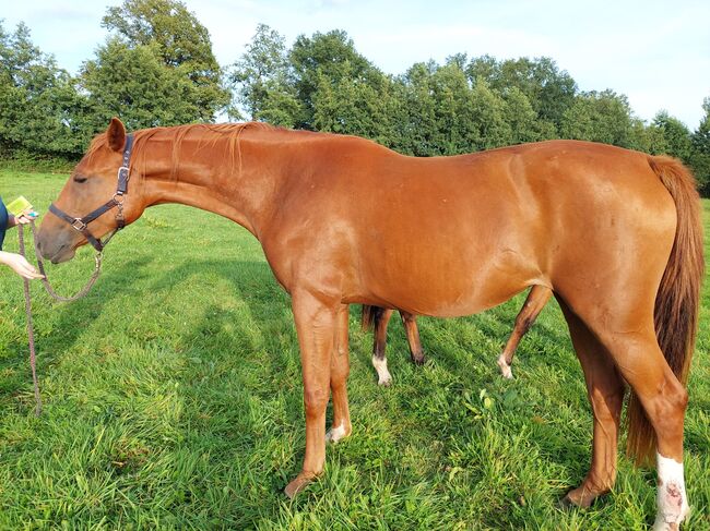 Stute von Dia Corrado, Jana Bettler, Horses For Sale, Ladbergen, Image 2