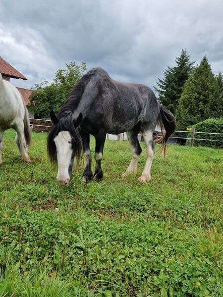 Stute Drama Queen alias Queeny, Manuel, Horses For Sale, Seefeld in Tirol, Image 3