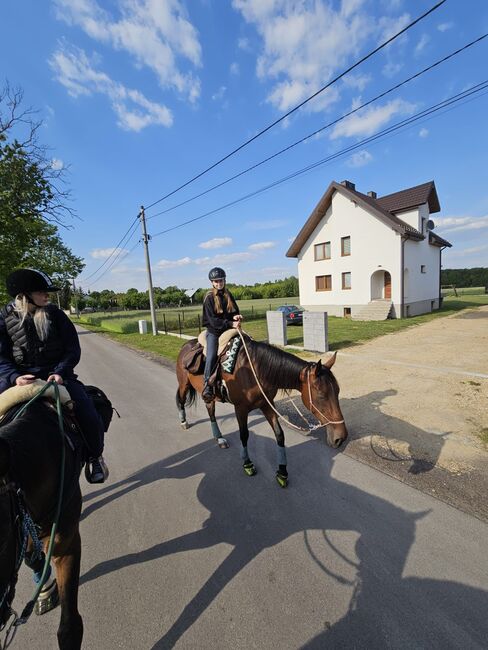 klacz dla amatora/rekreacji super na pierwszego konia, Kinga, Horses For Sale, Czestochowa , Image 3