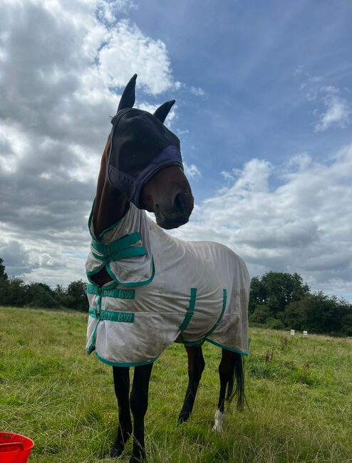 Mare for full loan companion only, Briony , Horses For Sale, Nottingham, Image 2