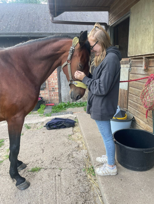 Mare for full loan companion only, Briony , Horses For Sale, Nottingham, Image 3
