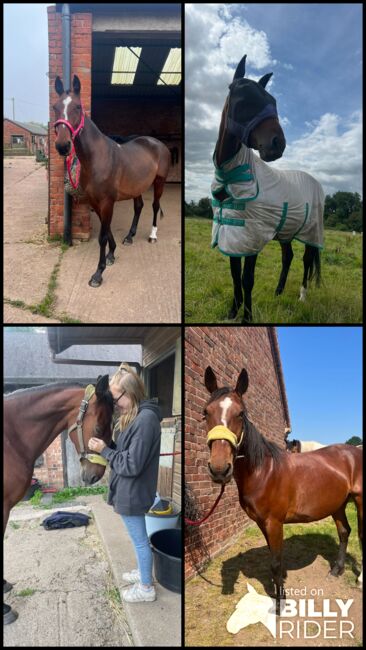 Mare for full loan companion only, Briony , Horses For Sale, Nottingham, Image 5