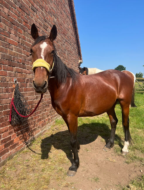 Mare for full loan companion only, Briony , Horses For Sale, Nottingham, Image 4
