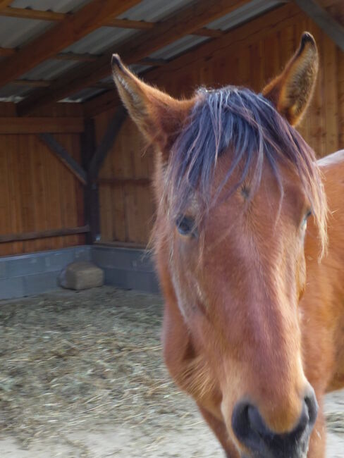 Stute umständehalber abzugeben, Barbara Masmeier, Horses For Sale, Stockerau, Image 6
