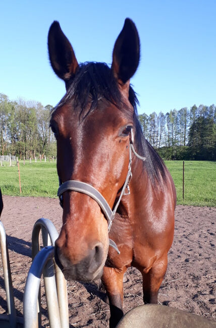 Stute zu verkaufen, Manuela Kelm, Horses For Sale, Luckenwalde