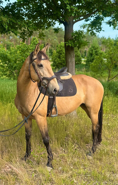 Stute zum Verkauf, Marie, Horses For Sale, Strausberg, Image 5