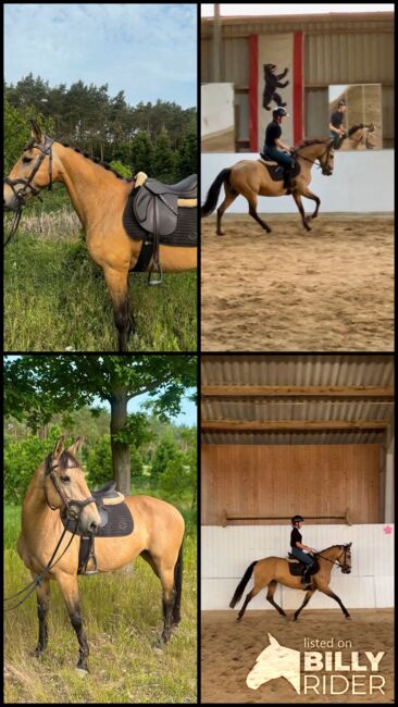 Stute zum Verkauf, Marie, Horses For Sale, Strausberg, Image 6