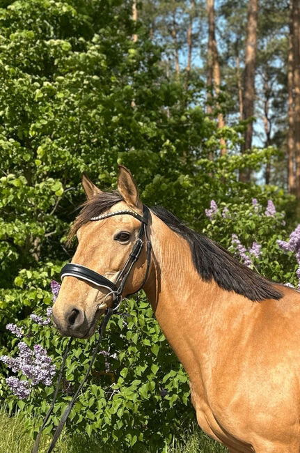 Stute zum Verkauf, Marie, Horses For Sale, Strausberg, Image 2