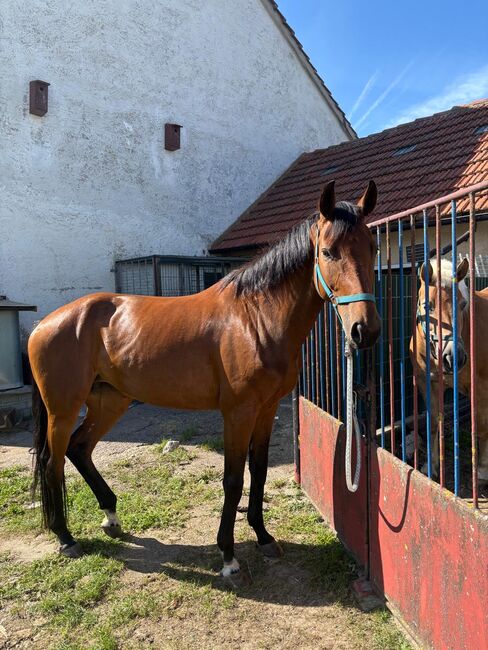 Stute zu verkaufen!!, Joelle, Horses For Sale, Witzleben, Image 3