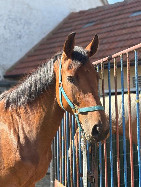 Stute zu verkaufen!!, Joelle, Horses For Sale, Witzleben