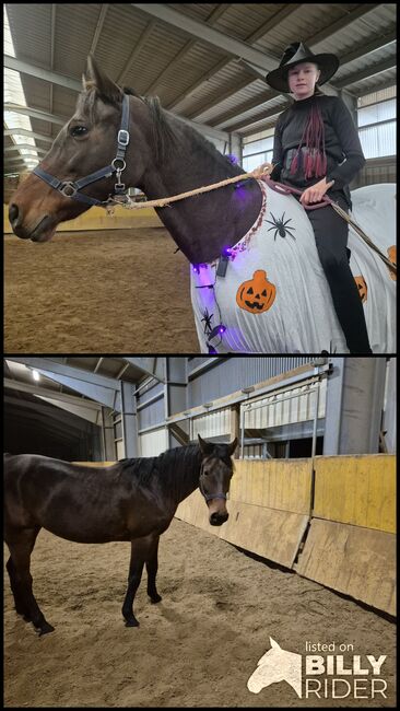 Stute  pferd, verena weise, Horses For Sale, isny im allgäu, Image 3