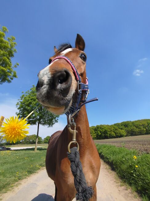 Stute sucht neues Zuhause, Zk, Horses For Sale, Kerken, Image 2