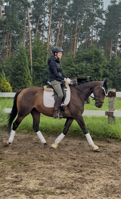Stute mit Herz, Marie, Horses For Sale, Strausberg