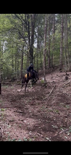 Stute mit Potenzial sucht neues zuhause!, Magdalena, Horses For Sale, Kleblach-Lind