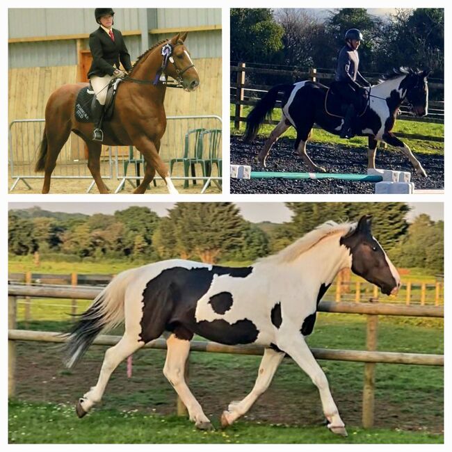 Mare Quality IDX 5yr Old Ready to break, Michealle, Horses For Sale, Cardiff, Image 2
