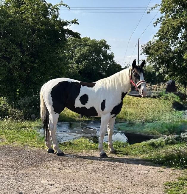 Mare Quality IDX 5yr Old Ready to break, Michealle, Horses For Sale, Cardiff, Image 3