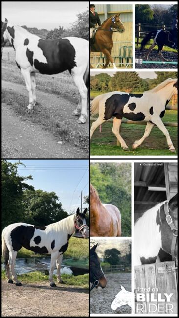 Mare Quality IDX 5yr Old Ready to break, Michealle, Horses For Sale, Cardiff, Image 6