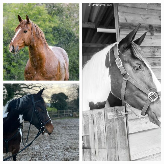 Mare Quality IDX 5yr Old Ready to break, Michealle, Horses For Sale, Cardiff, Image 4