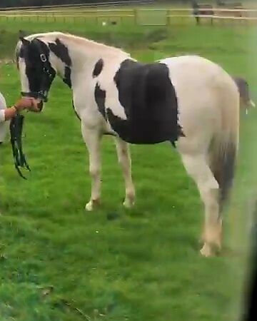 Mare Quality IDX 5yr Old Ready to break, Michealle, Horses For Sale, Cardiff, Image 4