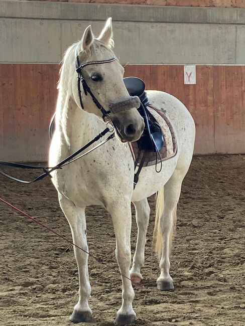 Stute sucht liebevolles zuhause, Brigitte, Horses For Sale, Brixen, Image 2