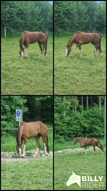 Stute zum decken, Josef Jenewein , Horses For Sale, Ampass , Image 5