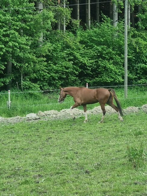 Stute zum decken, Josef Jenewein , Horses For Sale, Ampass , Image 4