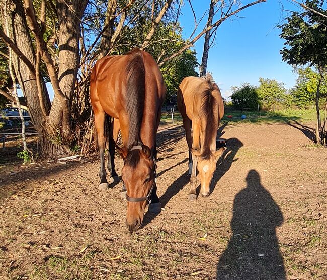 Stute ohne Abzeichen, Manu, Horses For Sale, Groß Rosenburg, Image 5