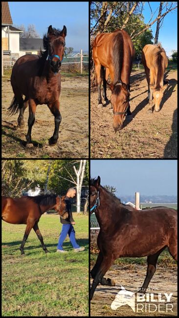 Stute ohne Abzeichen, Manu, Horses For Sale, Groß Rosenburg, Image 9