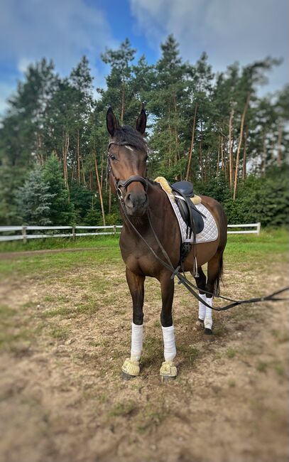 Stute mit Herz, Marie, Horses For Sale, Strausberg, Image 3