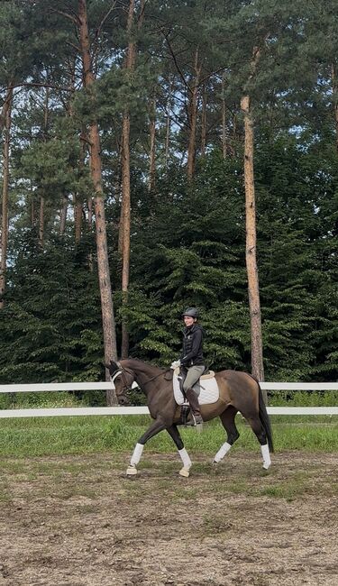 Stute mit Herz, Marie, Horses For Sale, Strausberg, Image 4