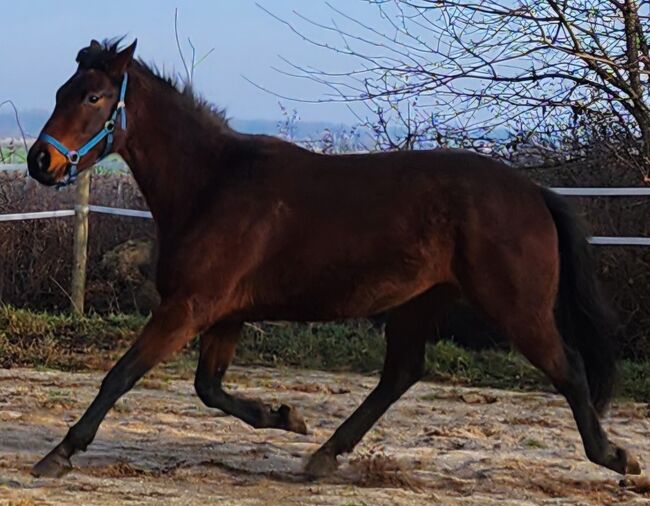 Stute ohne Abzeichen, Manu, Horses For Sale, Groß Rosenburg, Image 3