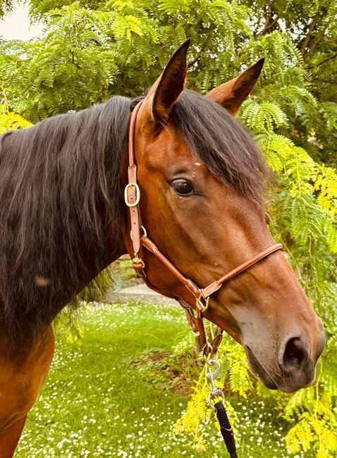 Mariposa – Verlässliche und ehrliche Stute mit Top-Escalera-Abstammung, Yeguada Wiesca (Angelika Willms) (Yeguada Wiesca), Horses For Sale, Ruppichteroth , Image 2