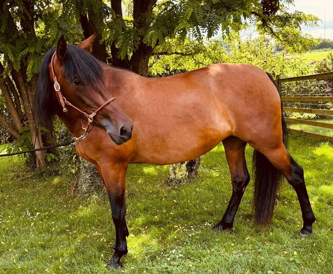 Mariposa – Verlässliche und ehrliche Stute mit Top-Escalera-Abstammung, Yeguada Wiesca (Angelika Willms) (Yeguada Wiesca), Horses For Sale, Ruppichteroth , Image 3