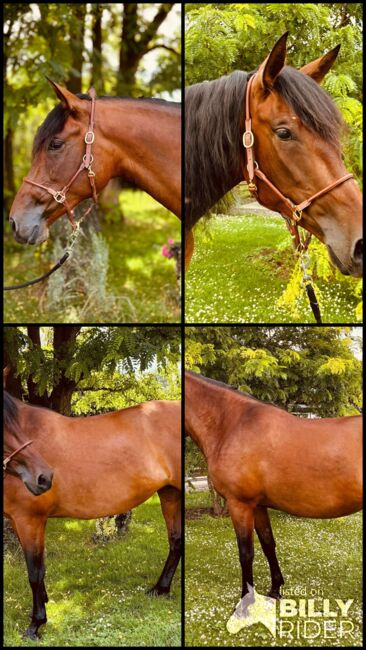 Mariposa – Verlässliche und ehrliche Stute mit Top-Escalera-Abstammung, Yeguada Wiesca (Angelika Willms) (Yeguada Wiesca), Horses For Sale, Ruppichteroth , Image 6