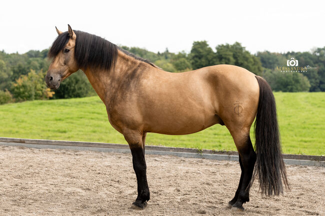 Martini von Steinreb - Spanisches Sportpferd, Stute, 4.5 Jahre, Buckskin (Falbe), WOW Pferd  (WOW Pferd), Pferd kaufen, Bayern - Attenkirchen, Abbildung 7