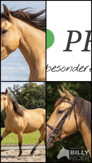 Martini von Steinreb - Spanisches Sportpferd, Stute, 4.5 Jahre, Buckskin (Falbe), WOW Pferd  (WOW Pferd), Pferd kaufen, Bayern - Attenkirchen, Abbildung 9
